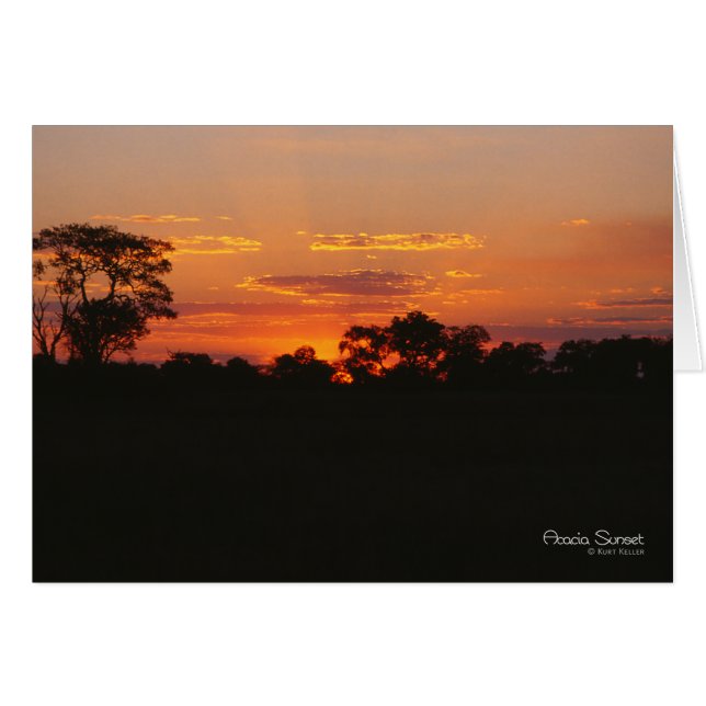 Acacia Sunset Note Card (Front Horizontal)