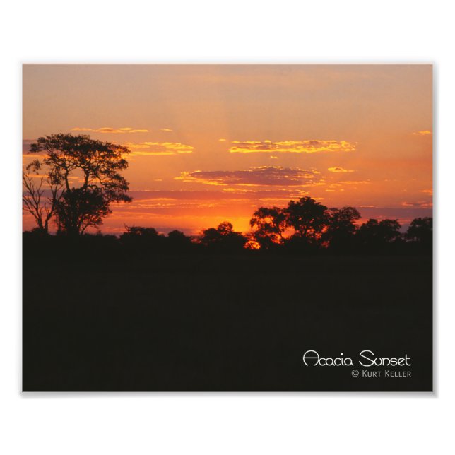 Acacia Sunset Photo Print (Front)