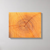 Acacia Tree Cross Section Canvas Print