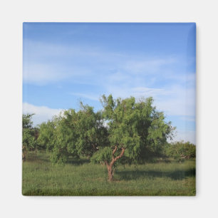 Acacia Tree Magnet