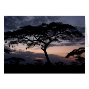 Acacia Trees Sunset Cards