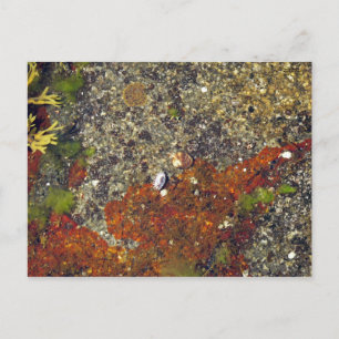"Acadian Tide Pool" Postcard