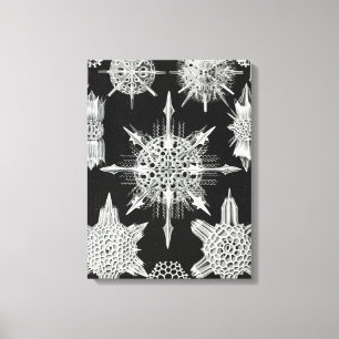 Acanthophracta, Wunderstrahlinge Aquatic Animal Canvas Print