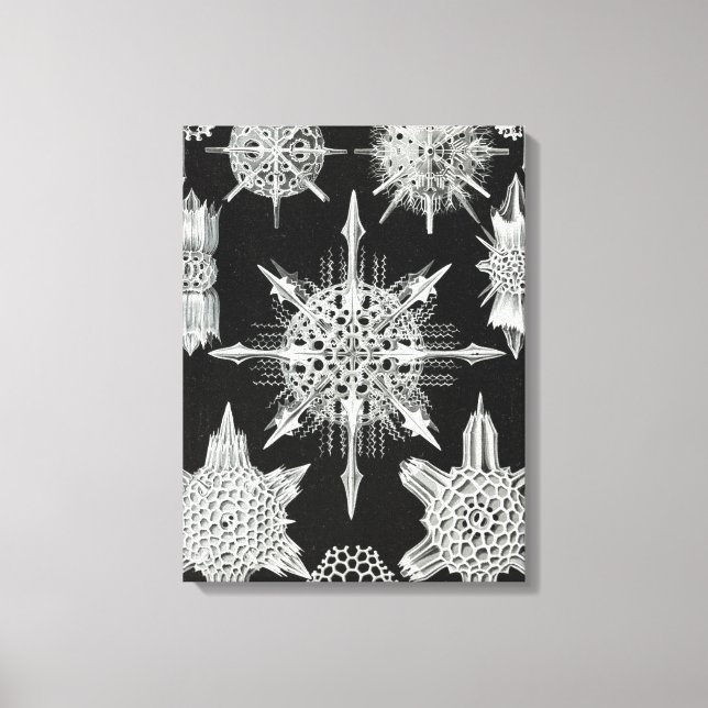 Acanthophracta, Wunderstrahlinge Aquatic Animal Canvas Print (Front)