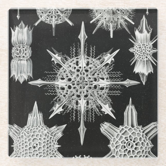 Acanthophracta, Wunderstrahlinge Aquatic Animal Glass Coaster (Front)