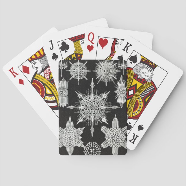 Acanthophracta, Wunderstrahlinge Aquatic Animal Playing Cards (Back)