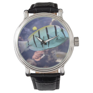 Acanthurus triostegus watch