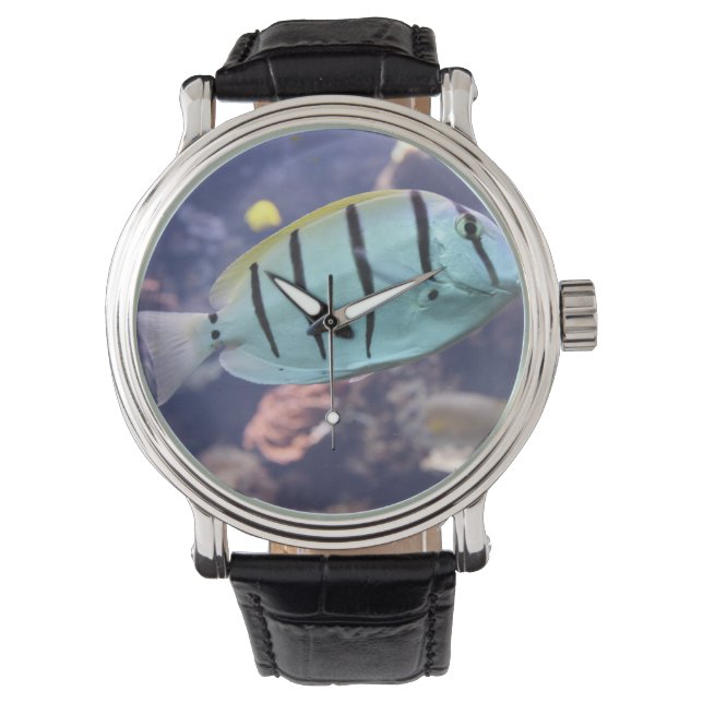 Acanthurus triostegus watch (Front)