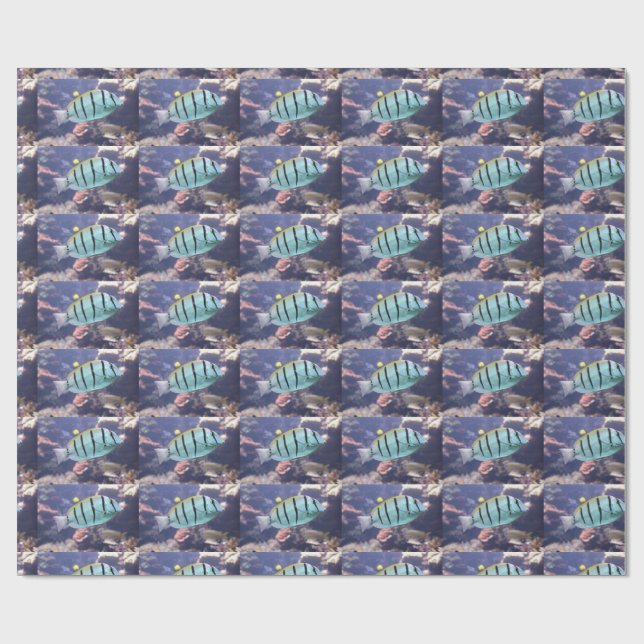 Acanthurus triostegus wrapping paper (Flat)
