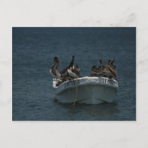 Acapulco pelicans postcard