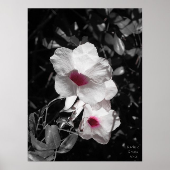 Accenting Beauty Poster (Front)