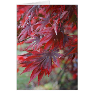 Acer palmatum 'Trompenburg'