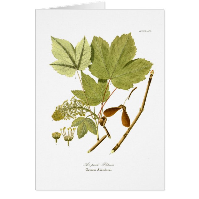 Acer pseudo-platanus (Front)