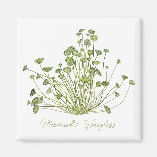 Acetabularia Seaweed Art Square Magnet (Front)