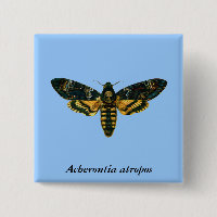 Acherontia atropos (Death's Head Hawkmoth)