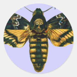 Acherontia atropos (Death's Head Hawkmoth) Classic Round Sticker