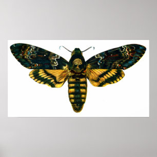 Acherontia atropos poster
