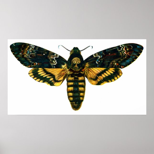 Acherontia atropos poster (Front)