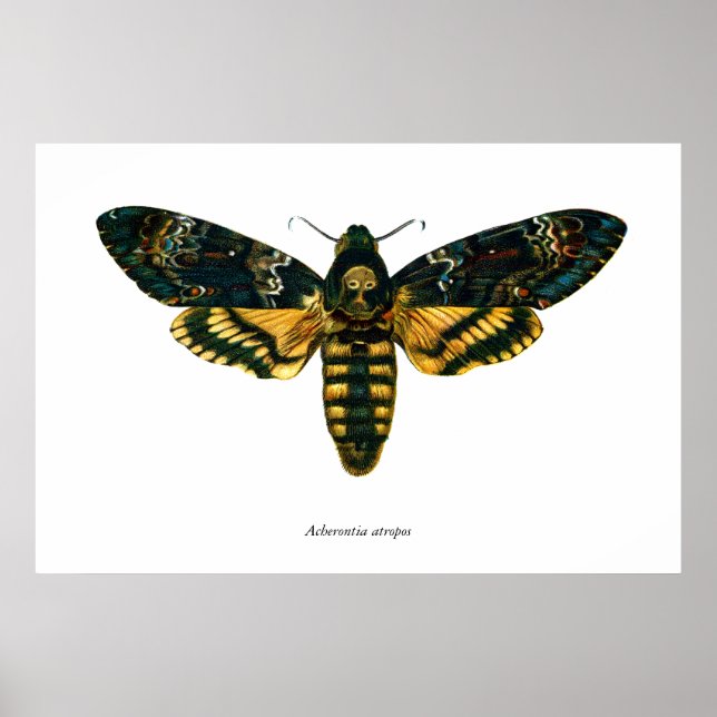 Acherontia atropos poster (Front)