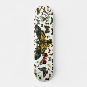 Acherontia atropos skateboard