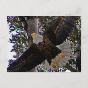 Ackley Eagle Postcard