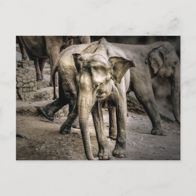 Acknowledgement Postcard (Front)