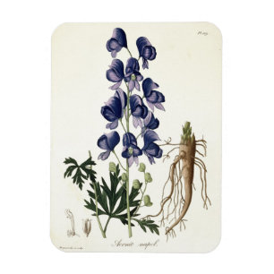 Aconitum Napellus from 'Phytographie Medicale' by Magnet
