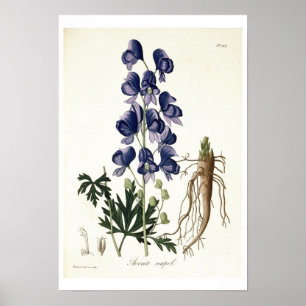 Aconitum Napellus from 'Phytographie Medicale' by Poster