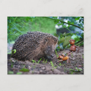 Acorn ef with dog and hedgehog - nice postcard