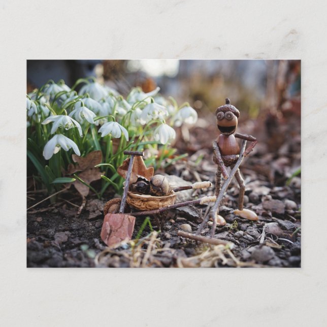 Acorn elf gardener with snowflake flower spring postcard (Front)