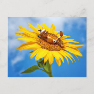 Acorn elf on the sunflower - summer postcard