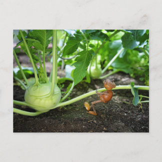 Acorn elf spring gardener postcard