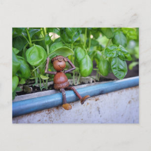 Acorn Elf with Basil Plants Postcard