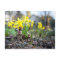 Acorn elf with daffodil flower spring postcard