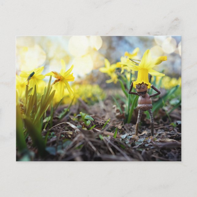 Acorn elf with daffodil flower spring postcard (Front)