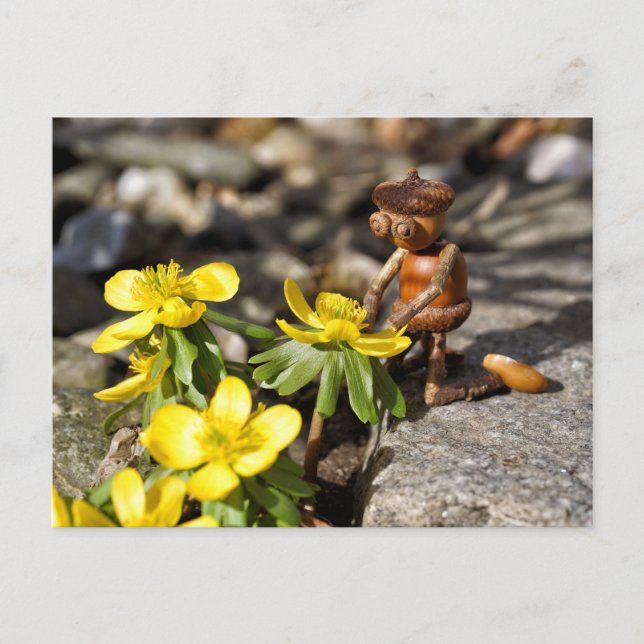 Acorn elf with yellow spring flower spring postcard (Front)