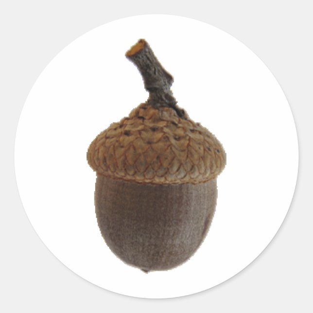 Acorn Nuts Snack Food Kitchen Recipes Classic Round Sticker (Front)