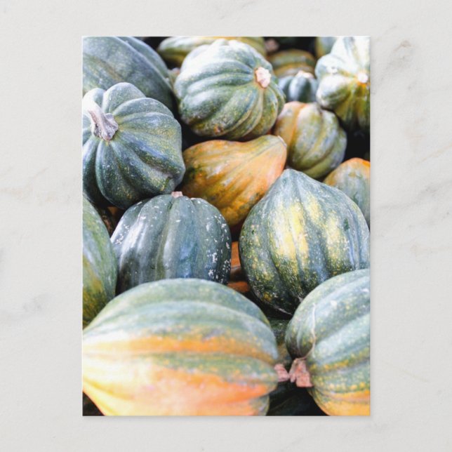 Acorn Squash Postcard (Front)