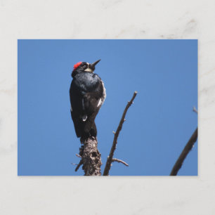 Acorn Woodpecker at Chiricahua National Monument Postcard