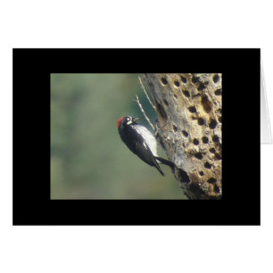Acorn Woodpecker Card