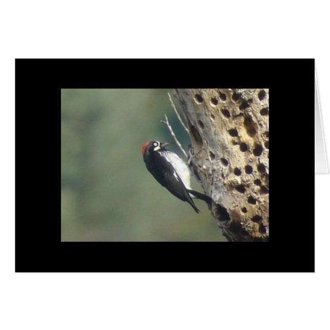 Acorn Woodpecker Card (Front Horizontal)
