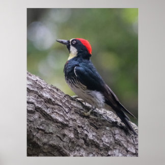 Acorn Woodpecker Glossy Poster | Woodland Bird Art
