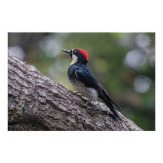 Acorn Woodpecker Glossy Poster | Woodland Bird Art