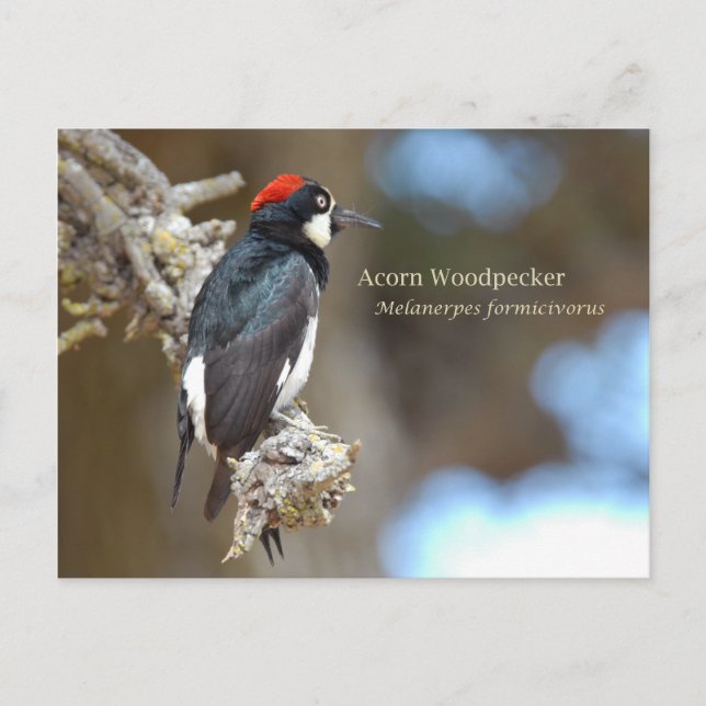 Acorn Woodpecker Postcard (Front)