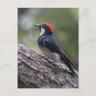 Acorn Woodpecker Postcard | Woodland Bird Art