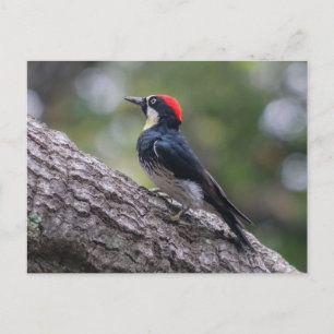 Acorn Woodpecker Postcard Woodland Bird Art