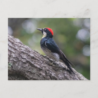 Acorn Woodpecker Postcard | Woodland Bird Art