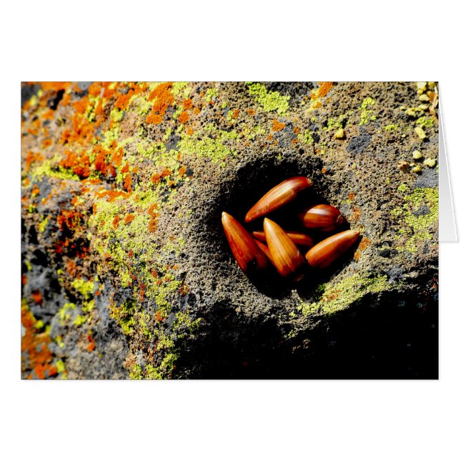 Acorns (Front Horizontal)