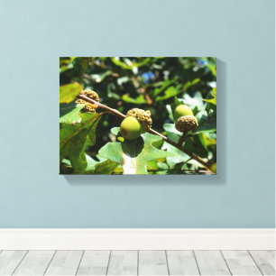 Acorns growing on a oak tree canvas print