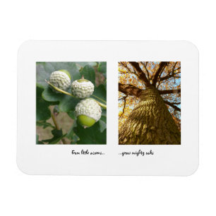 Acorns to Oaks Magnet